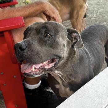 Blue Lacy Dogs Available for Adoption in Washington, Pennsylvania - Beth | PetCurious