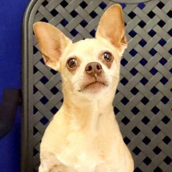 Jax -  Chihuahua Dog for Adoption in Fort Davis, Texas - Jax | PetCurious