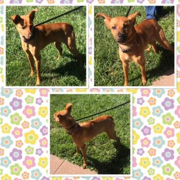 LINDA -  Mixed Breed Dog for Adoption in Buckhannon, West Virginia - LINDA | PetCurious