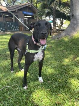 Trey -  Coonhound and Mixed Breed Dog for Adoption in Honolulu, Hawaii - Trey | PetCurious