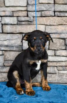 Pit Bull Terrier and German Shepherd Dog Dogs Available for Adoption - Derek | PetCurious