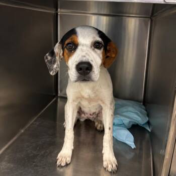 Paper clip -  Mixed Breed Dog for Adoption in Corbin, Kentucky - Paper Clip | PetCurious
