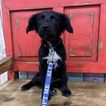 Mixed Breed Dogs Available for Adoption in Midland, Texas - FWT Nyla | PetCurious