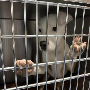 Mixed Breed Dogs Available for Adoption in Greensboro, North Carolina - Mara Jade | PetCurious
