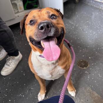 Mixed Breed Dogs Available for Adoption in Columbiana, Alabama - Nyeko | PetCurious
