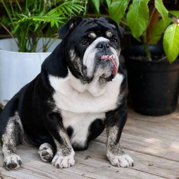 Tsunami -  English Bulldog Dog for Adoption - Tsunami | PetCurious
