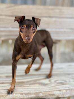 Mary Jane -  Miniature Pinscher Dog for Adoption in Muskegon, Michigan - Mary Jane | PetCurious