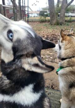 Rescue Siberian Husky Dogs for Adoption in Greeneville, Tennessee - Shadow | PetCurious