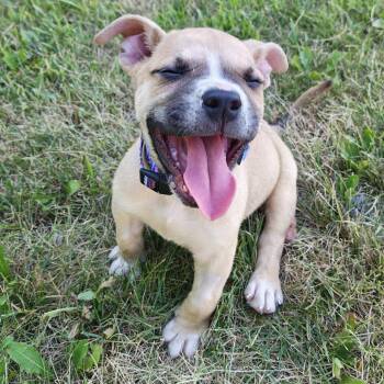 Jerry -  Pit Bull Terrier Dog for Adoption in Madison, Wisconsin - Jerry | PetCurious