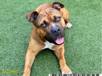 Mixed Breed Dogs Available for Adoption - OSWALD | PetCurious