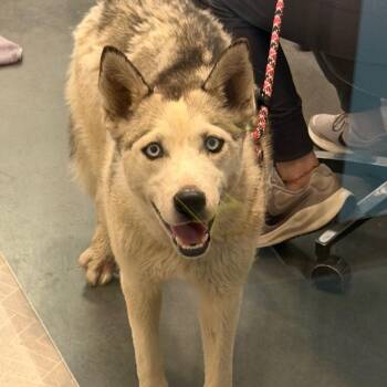 BC-Reina -  Husky Dog Available for Adoption in Idaho Falls, Idaho - BC-Reina | PetCurious