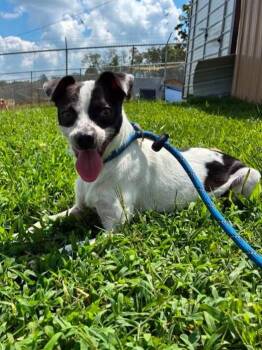 Pupperton -  Chihuahua Dog for Adoption in Munfordville, Kentucky - Pupperton | PetCurious