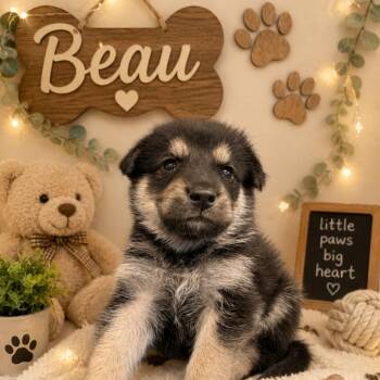 Beau -  German Shepherd Dog and Mixed Breed Dog for Adoption in Marshall, Texas - Beau | PetCurious