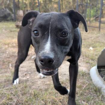 Rescue Pit Bull Terrier Dogs for Adoption in Fosters, Alabama - PEPPER | PetCurious