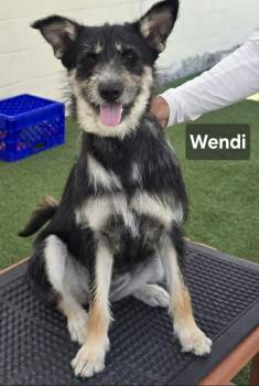 Wendy -  German Shepherd Dog and Standard Poodle Dog for Adoption in Visalia, California - Wendy | PetCurious
