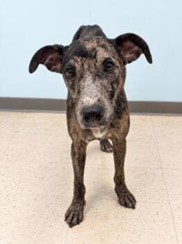 Mazie Sue -  Catahoula Leopard Dog Dog for Adoption in Gulfport, Mississippi - Mazie Sue | PetCurious