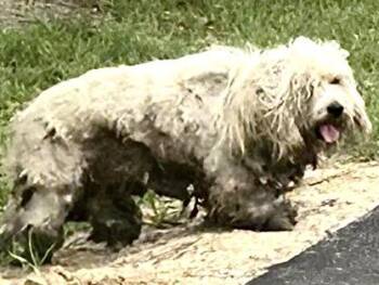 Poodle Dogs Available for Adoption in Houston, Texas - A655232 | PetCurious