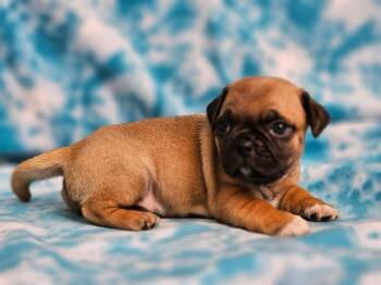 Atlanta -  Puggle Dog for Adoption in East Sparta, Ohio - Atlanta | PetCurious