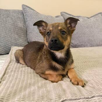 Shepherd and Poodle Dogs Available for Adoption in Agoura Hills, California - Ariana | PetCurious