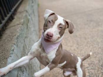 August -  Mixed Breed Dog for Adoption in New York, New York - August | PetCurious