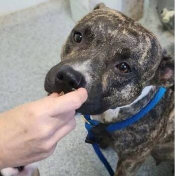 Rosebud -  Boxer and Mixed Breed Dog for Adoption in Chicago, Illinois - Rosebud | PetCurious
