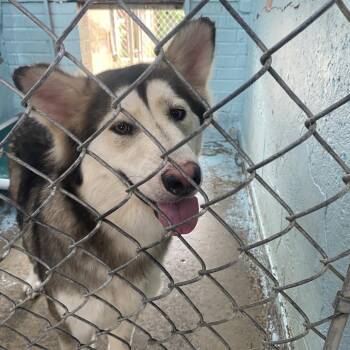 S-Jersey -  Husky and German Shepherd Dog Dog for Adoption in Tulsa, Oklahoma - S-Jersey | PetCurious