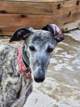 Bluejay -  Galgo Spanish Greyhound Dog for Adoption in Winter Park, Florida - Bluejay | PetCurious