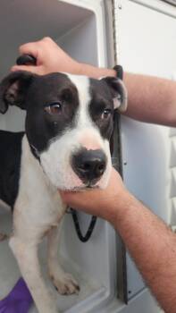 Pit Bull Terrier Dogs Available for Adoption - Bullseye | PetCurious