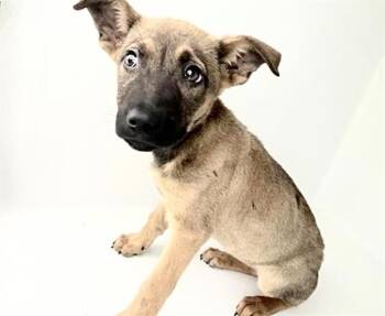 German Shepherd Dog and Mixed Breed Dogs Available for Adoption in Houston, Texas - A654732 | PetCurious