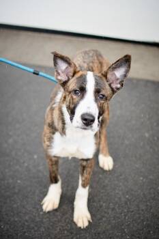 Cattle Dog and Shepherd Dogs Available for Adoption in Frankfort, New York - Paisley | PetCurious
