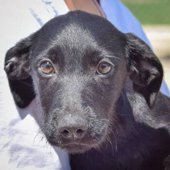 Ashley -  Irish Wolfhound and Black Labrador Retriever Dog for Adoption in Huntley, Illinois - Ashley | PetCurious