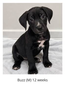 Buzz -  Labrador Retriever Dog for Adoption in Baton Rouge, Louisiana - Buzz | PetCurious