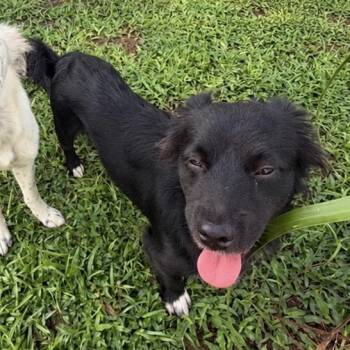 Orion -  Terrier Dog for Adoption in Greenville, North Carolina - Orion | PetCurious