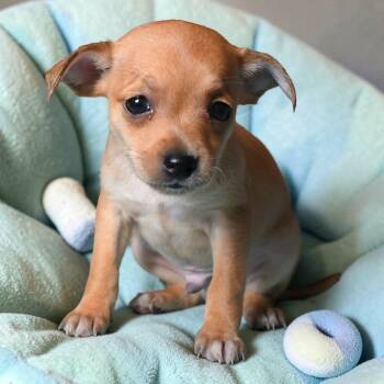 PJ -  Chihuahua Dog for Adoption in Portland, Oregon - PJ | PetCurious