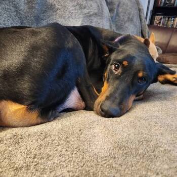 Rescue Doberman Pinscher Dogs for Adoption in Fredericksburg, Virginia - Marilyn Monroe | PetCurious