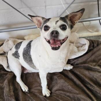 Rescue Chihuahua and Boston Terrier Dogs for Adoption in Midland, Texas - Chevy (Betsy) | PetCurious