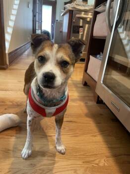 Rescue Jack Russell Terrier Dogs for Adoption in Broomfield, Colorado - CANDACE | PetCurious