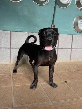 Pepito -  Chihuahua and Mixed Breed Dog for Adoption in Honolulu, Hawaii - Pepito | PetCurious