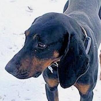 Black And Tan Coonhound Dogs Available for Adoption - Brady (VA) | PetCurious