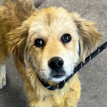Mixed Breed Dogs Available for Adoption in Las Cruces, New Mexico - 105814 | PetCurious