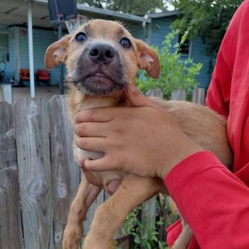 Emily -  Mixed Breed and Jack Russell Terrier Dog for Adoption in Seguin, Texas - Emily | PetCurious