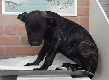 CARRIE -  Staffordshire Bull Terrier and Mixed Breed Dog for Adoption in Houston, Texas - CARRIE | PetCurious
