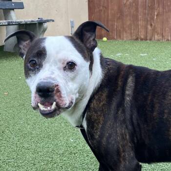 Gutter -  Pit Bull Terrier and Mixed Breed Dog for Adoption in Binghamton, New York - Gutter | PetCurious