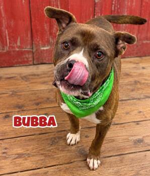 Bubba -  Mixed Breed Dog for Adoption in Flint, Michigan - Bubba | PetCurious