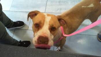 Pit Bull Terrier Dogs Available for Adoption in Charlotte, North Carolina - A1265062 | PetCurious