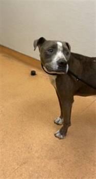 BRUNO -  Pit Bull Terrier Dog for Adoption in Martinez, California - BRUNO | PetCurious