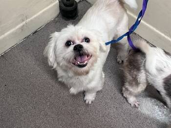 Rescue Shih Tzu Dogs for Adoption in Pasadena, California - TOFU | PetCurious