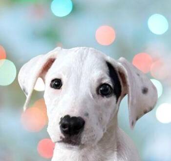 Dobby -  Mixed Breed Dog for Adoption in Schaumburg, Illinois - Dobby | PetCurious