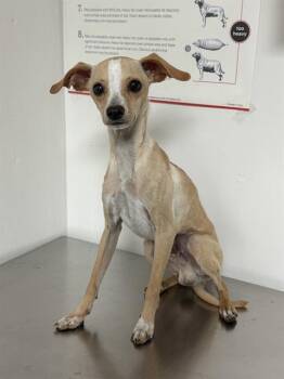 Boggie -  Whippet Dog for Adoption in Thousand Oaks, California - Boggie | PetCurious
