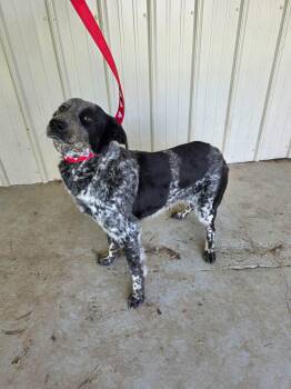 Australian Cattle Dog Blue Heeler Dogs Available for Adoption in Westwood, New Jersey - Ellie Mae | PetCurious